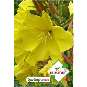 Ezan Çiçeği Oenothera 100'lü