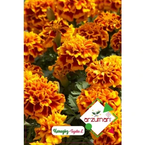 Karagöz Çiçeği Tagetes 50'li