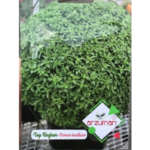 Top Reyhan Tohumu 100'lü