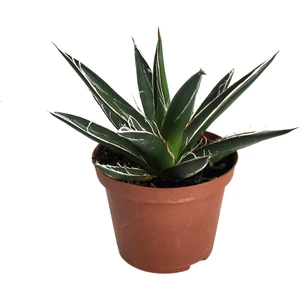 Agave Filifera Kaktüs