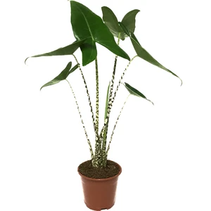 Alocasia Zebrina (Fil Kulağı)