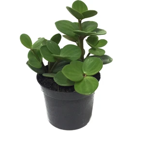 Peperomia Tetraphylla 'Hope' (Umut Sarmaşığı)