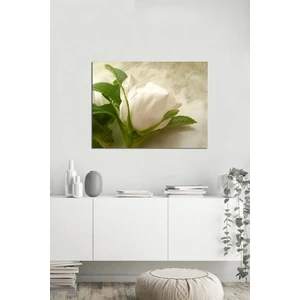 Beyaz Gül Fotoğraf Kanvas Tablo
