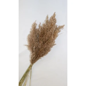 Yapay Çiçek Evim Kuru Çiçek Demeti Pampas Otu Kırem Renginde