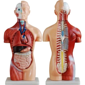 Ece İnsan Vücudu Modeli Torso 42cm 18 Parça Cinsiyetsiz Gerçekçi Renkler Kaideli