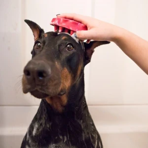 Köpek Oyuncak, ZoomGroom Tarak, Pembe