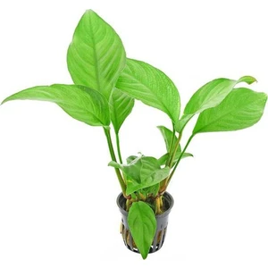 Akvaryum Bitkileri Anubias Heterophylla L Saksı Canlı Bitki