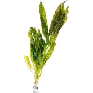 Akvaryum Bitkileri Aponogeton Crispus Saksı Canlı Bitki