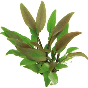 Akvaryum Bitkileri Cryptocoryne Lutea Saksı Canlı Bitki