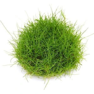 Akvaryum Bitkileri Eleocharis Parvula Mini In Vitro Canlı Bitki