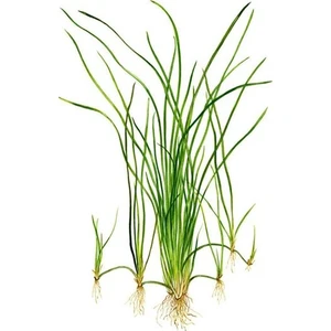 Akvaryum Bitkileri Vallisneria Nana 'saz' Saksı Canlı Bitki