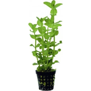 Akvaryum Bitkileri Bacopa Amplexicaulis Saksı Canlı Bitki
