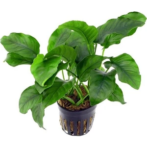 Akvaryum Bitkileri Anubias Barteri Var. 5-6 Yapraklı Kök Canlı Bitki