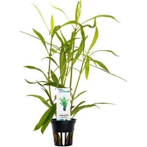 Akvaryum Bitkileri Hygrophila Salicifolia Saksı Canlı Bitki