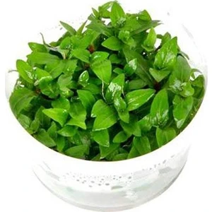 Akvaryum Bitkileri Staurogyne Repens Cup In Vitro Canlı Bitki