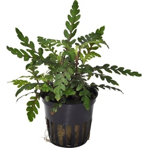 Akvaryum Bitkileri Hygrophila Pinnatifida Saksı Canlı Bitki