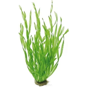 Akvaryum Bitkileri Vallisneria Contortionist Canlı Bitki