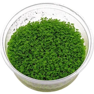 Akvaryum Bitkileri Hemianthus Callitrichoides Cuba In Vitro Canlı Bitki