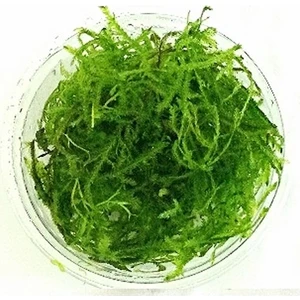 Akvaryum Bitkileri Vesicularia Dubyana Java Moss Cup Canlı Bitki