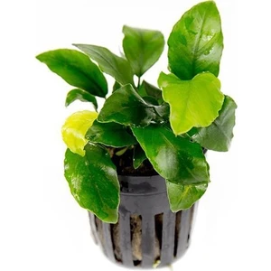 Akvaryum Bitkileri Anubias Wrinkled Leaves Canlı Bitki