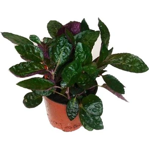 Akvaryum Bitkileri Hemigraphis Species Saksı Canlı Bitki