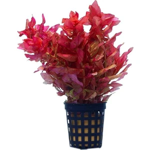 Akvaryum Bitkileri Rotala Macrandra Mini Pink Saksı Canlı Bitki