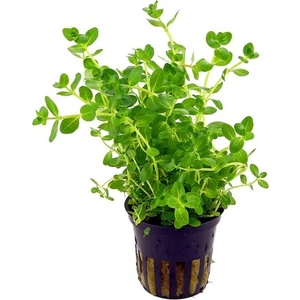 Akvaryum Bitkileri Rotala Sp Green Saksı Canlı Bitki