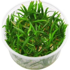 Akvaryum Bitkileri Sagittaria Subulata In Vitro Canlı Bitki