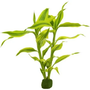 Akvaryum Bitkileri Dracaena Sanderiana Saksı Canlı Bitki