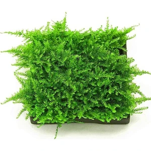 Akvaryum Bitkileri Mini Christmas Moss Yeni Sarım Canlı Bitki 5x5 cm