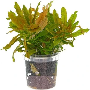 Akvaryum Bitkileri Ludwigia Sphaerocarpa Saksı Canlı Bitki