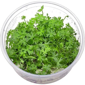 Akvaryum Bitkileri Ranunculus Inundatus Cup In Vitro Canlı Bitki