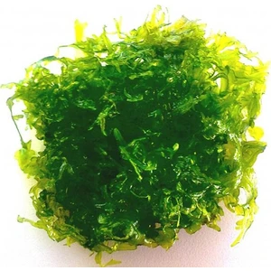 Akvaryum Bitkileri Monosolenium Tenerum Pellia Moss 10 x 10 cm Canlı Bitki