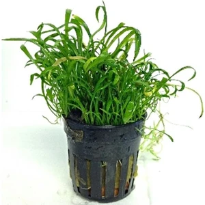 Akvaryum Bitkileri Lilaeopsis Novaezelandiae Saksı Canlı Bitki