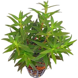 Akvaryum Bitkileri Limnophila Aromatica Saksı Canlı Bitki