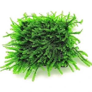 Akvaryum Bitkileri Pilo Moss 5 x 5 cm Yeni Sarım Canlı Bitki