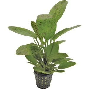 Akvaryum Bitkileri Echinodorus Ozelot 'green' Saksı Canlı Bitki