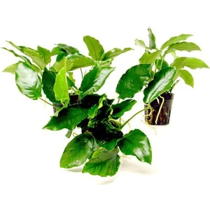 Akvaryum Bitkileri Anubias Nana 5-6 Yapraklı Kök Canlı Bitki