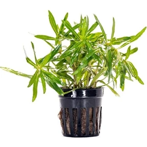 Akvaryum Bitkileri Pogostemon Stellatus Broad Leaf Saksı Canlı Bitki