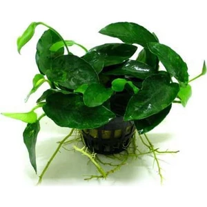 Akvaryum Bitkileri Anubias Barteri 6-8 Yapraklı Kök Canlı Bitki