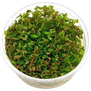 Akvaryum Bitkileri Rotala Macrandra In Vitro Canlı Bitki