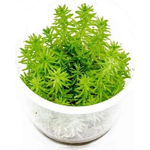 Akvaryum Bitkileri Pogostemon Erectus In Vitro Cup Canlı Bitki