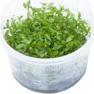 Akvaryum Bitkileri Proserpinaca Palustris Cuba In Vitro Cup Canlı Bitki