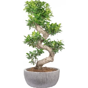 Berceste Peyzaj Bonsai Microcarpa S Gövde Etli Yaprak 80-100Cm Ev Ofis Salon Bitkisi