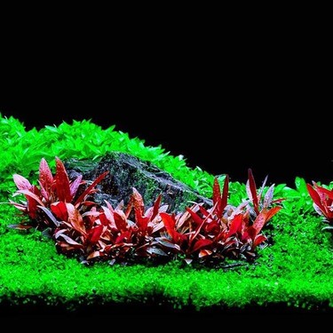✳【514】チャングンソク　NATURE REPUBLIC　卓上ミニパネル Akvaryum Bitkileri Alternanthera Reineckii Mini In Vitro Fiyatı