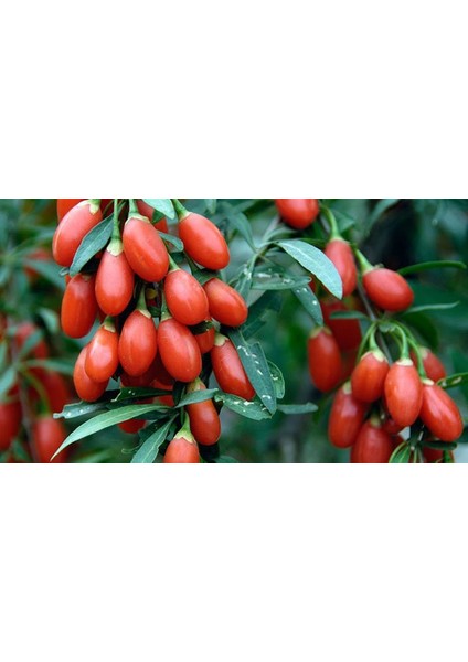 Goji berry Orange Turuncu Kurt Üzümü Fidanı, 40-60 cm , +5 Yaş, Saksıda