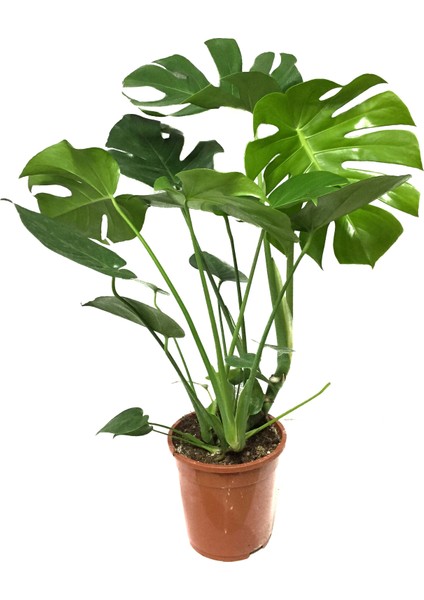 - Monstera Deliciosa - Deve Tabanı - Ev ve Ofis Bitkisi