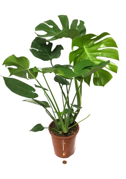 - Monstera Deliciosa - Deve Tabanı - Ev ve Ofis Bitkisi