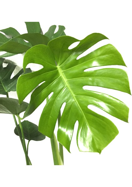 - Monstera Deliciosa - Deve Tabanı - Ev ve Ofis Bitkisi