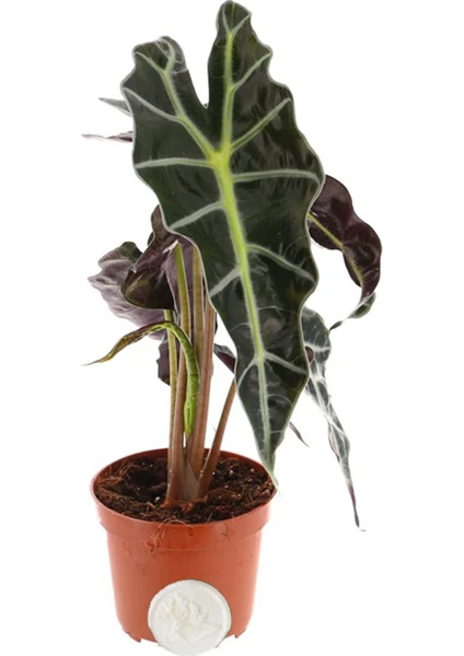 Heryer Bitki Alocasia Polly Fil Kulağı Bitkisi Saksı Çiçekleri Ev Bitkisi